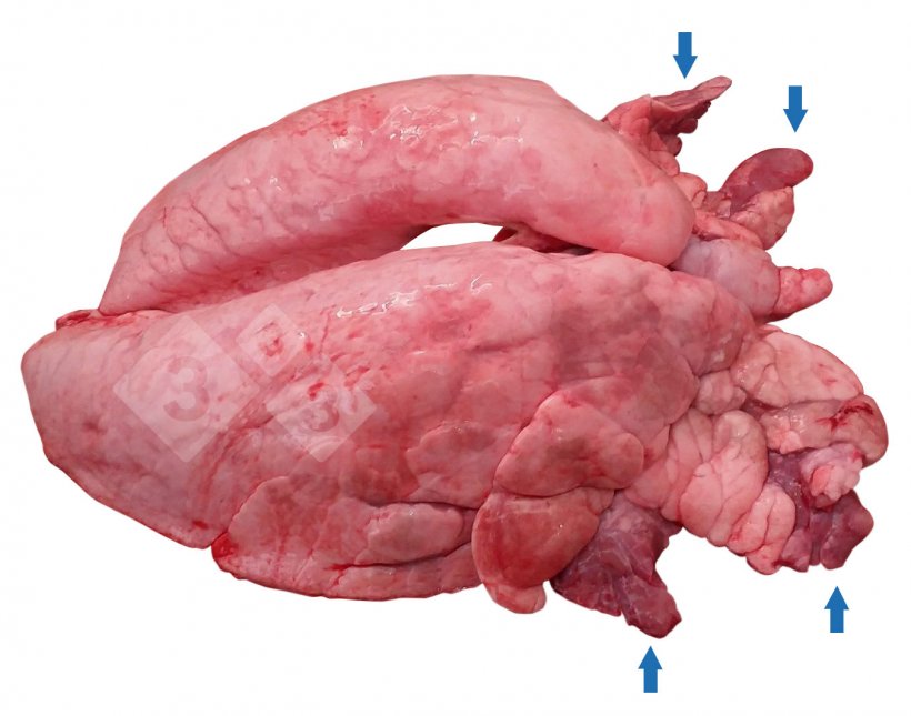 Figura 1.&nbsp;Consolidação pulmonar crónica e neo-ventral (CVPC) em suínos.